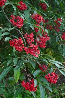 Sambucus racemosa Red Elderberry fr Lake Whatcom