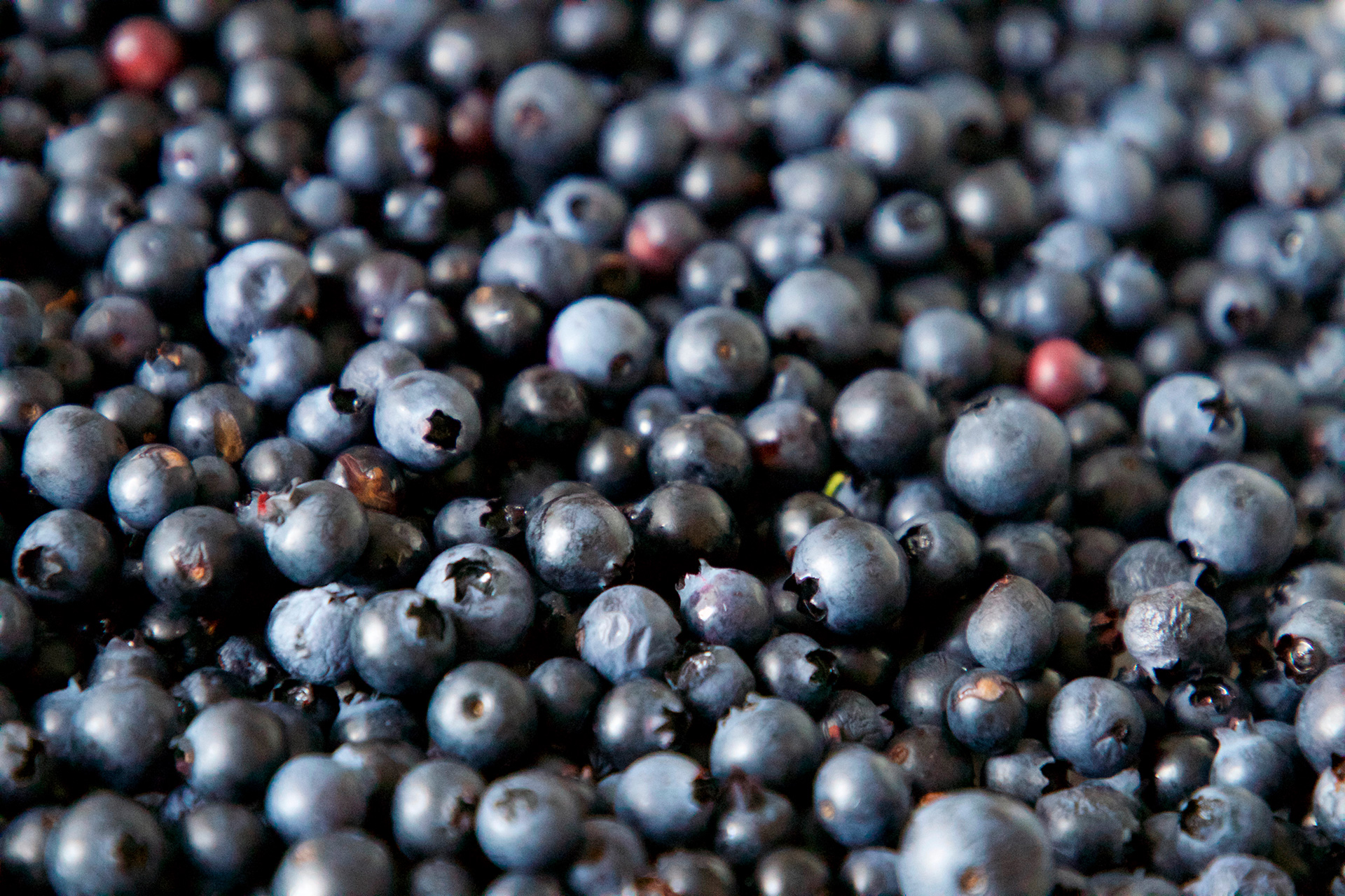Thermally Dried American Elderberries - Image 5