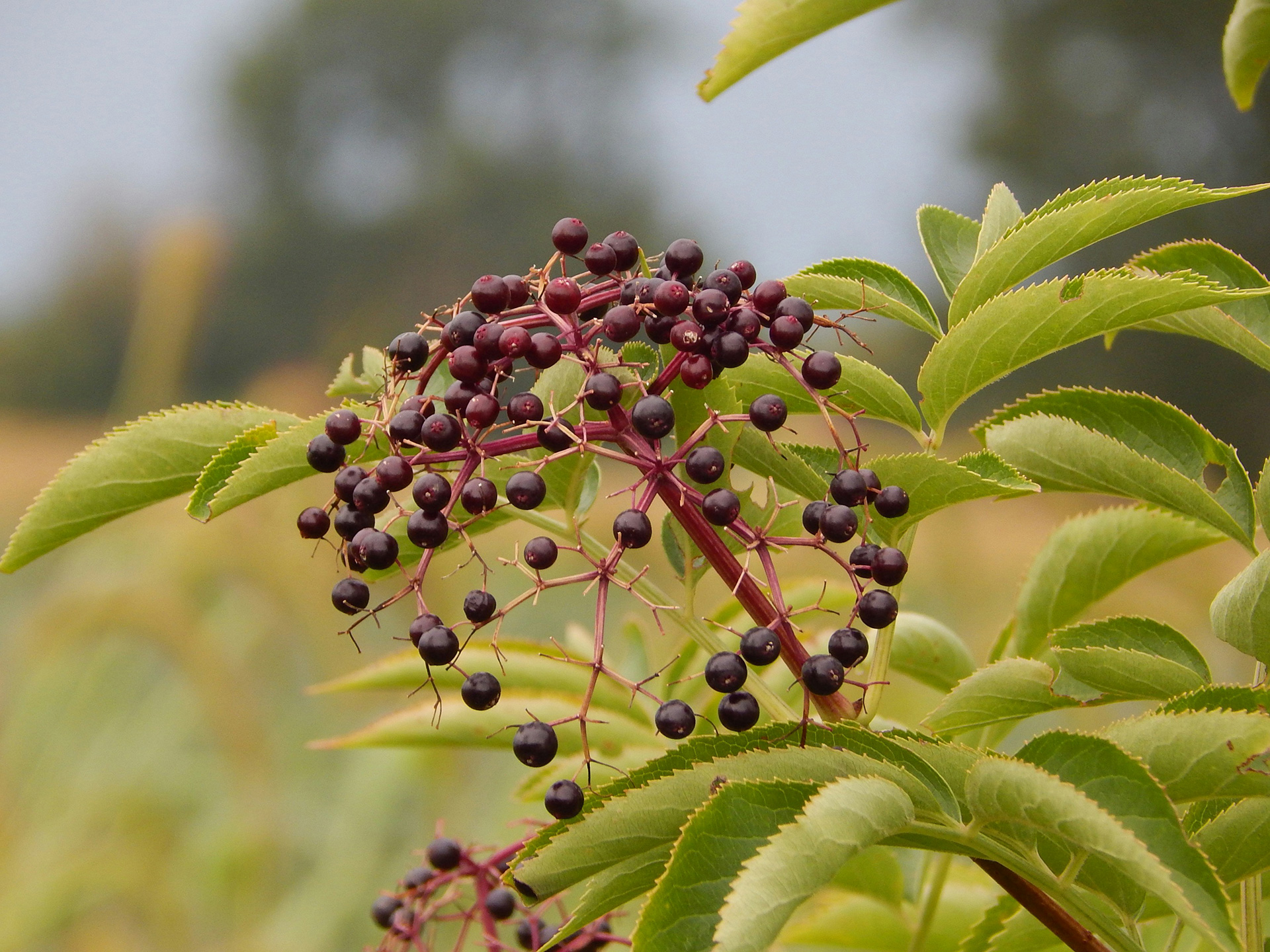 Thermally Dried American Elderberries - Image 4