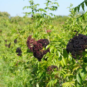 2025_09_04_SELECT_Elderberry_00002-1024x683