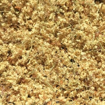 dried_elderflowers_5-2016_med_hr